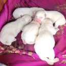 디오티디아산멍멍이주유소 | 왓츠인마이블로그 홍청도 12주차(feat.생일)