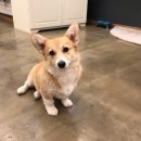 퍼피앤캣 이미지