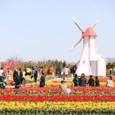 2025 섬 튤립축제 이미지