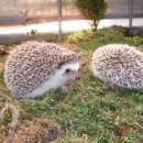 고돌이네 이미지