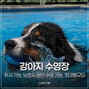 도그에어 | 서울 근교 애견수영장 양주 도그스포지움 강아지수영장