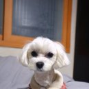 팰리스독