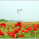 파주 심학산 돌곶이 꽃축제(08.6.7) 이미지