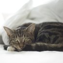 신호 묘 이미지