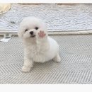 마니아우동 이미지