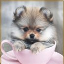 곱슬강아지 이미지