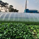 꽃송이버섯샤브만두 이미지