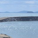 전남 함평 여행 - 인스타 사진 명소 안악해변 팜파스, 수국 밭 주소 및 주차 정보