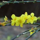 노란 봄꽃들 이미지