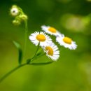 고운농장 이미지