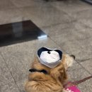 한일렌터카 | 대형견 동반 제주도 한일고속훼리 타고 가요!!🚢 🐶