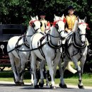 여왕목장 이미지