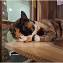 청주고양이입양지원센터 애니멀공화국 이미지