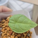 바보언니2