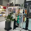 리얼독스 강아지분양 일산본점 이미지