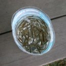 리스캐빈 이미지