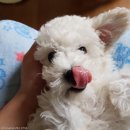 거울보는 강아지 이미지