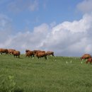 조은축산 이미지