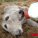 송아지농장 이미지