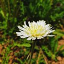 들녁의 하얀집 이미지