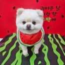 몽그라미펫 이미지