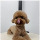 오쿠숑 이미지
