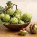 마로니에 이미지