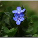 솔모랫길 이미지