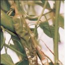 단골농약 이미지