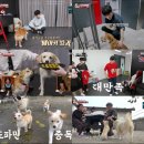 동물농장 이미지