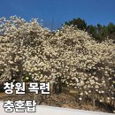 충혼탑 | 창원 충혼탑 목련 실시간 개화 부산 뚜벅이 가는법