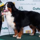 애견세계 이미지