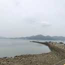 돌고래 좌대낚시터 이미지