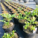 나루펜션민박 이미지