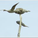 솟대 - 종로구 종로 336 | 솟대