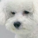 자매상회 네이버블로그
