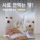 간식먹개 | 사료 안먹는 강아지 습식사료 추천 사료에 비벼먹개!