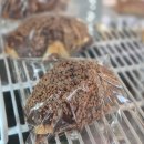 그대를위한식빵 목동점 네이버블로그