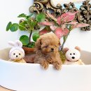 퍼피힐 강아지분양 이미지