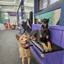 플레이독 애견유치원 이미지