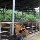 즐거운축사 이미지