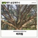 약우물터 | 제주 동쪽 가볼만한곳 비자림 겨울 숲길추천 산책 후기 코스 숲해설 포함