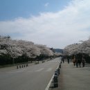 석촌 호수 벚꽃 축제 4월5일 이미지