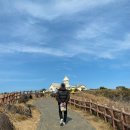 자연꽃농원 | 제주도 서귀포 섭지코지 바람의언덕 2월 중순 유채꽃 현황 주차장 소요시간 상세정보