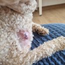 대정동물병원 이미지