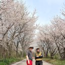 씨유 평택안정중앙점 | 평택만포대체력단련장 가성비 라운딩 봄날 벚꽃과 함께한 대서양 태평양 코스