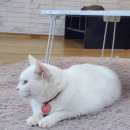 집사의 하루 일산점 이미지