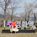 2025년 진해 군항제 실시간 경화역 개화상황(벨리곰 포토존, 진해 현지인 맛집 추천)