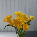 알펜시아콘서트홀 이미지