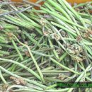 한라봉브로콜리 이미지